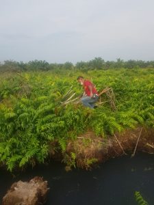 Penyerobotan Lahan Di Duga Oknum Tak Dikenal