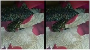 Video Katak Tiktok Viral, Sebelumnya Belatung Tiktok