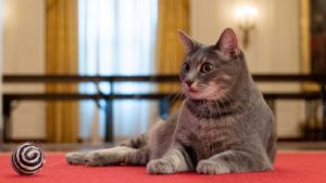 Willow Kucing Betina Penghuni Baru Gedung Putih