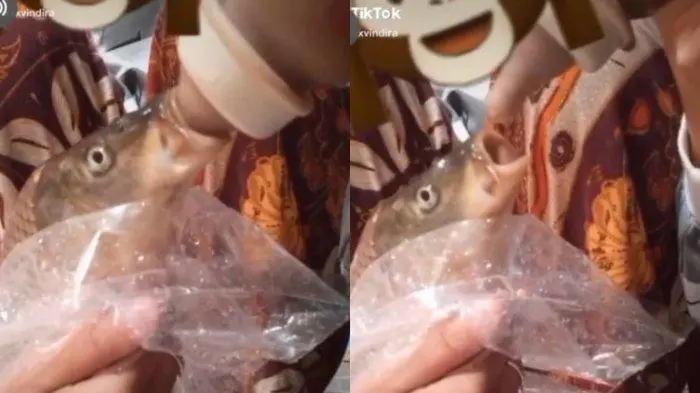 Ikan Mas Viral di Tiktok
