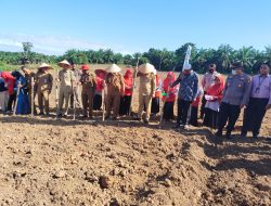 Wabub Rohul Tanam Bibit Kacang Tanah Unggul Seluas 2 Hektar