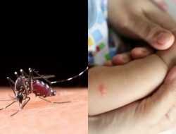 Benarkah Kasus DBD Di Meranti Meningkat ? Ini Penjelasan Kadiskes