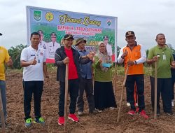 Wabub Rohul Senam Sehat dan Penanaman Jagung di Desa Sei Kuning