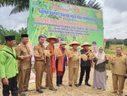 Bupati Sukiman panen Padi Gogo didesa Rambah Samo