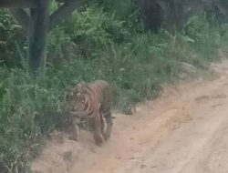 Terkait Penampakan Harimau, Ini Kata BBKSDA Riau