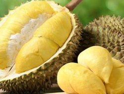 Durian Ilegal Asal Malaysia Serbu Pasar Indonesia
