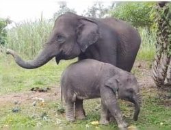 Populasi Terancam Punah, Dalam Tujuh Bulan 3 Ekor Anak Gajah Betina Mati