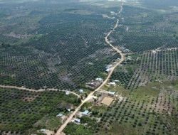 Sawit Dibabat untuk Kembalikan Hutan, Upaya Pemerintah Restorasi TNTN Riau