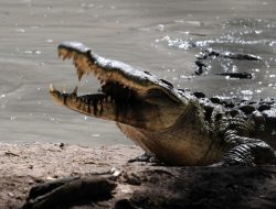Bocah di Kuansing Lepas dari Mulut Buaya Berkat Keberanian Ibu
