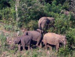 Kawanan Gajah Liar Robohkan Bangunan Perumahan Karyawan di Siak