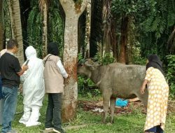 Dinas PKH Riau Perkuat Penanganan Penyakit Hewan Menular