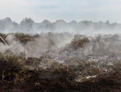 Polisi Tangkap Tersangka Pembakar Hutan 500 Hektare di Pelalawan