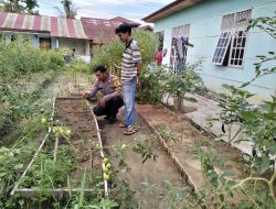 Bhabinkamtibmas Sukajadi Tanam Cabai, Dukung Ketahanan Pangan Di Dumai Kota