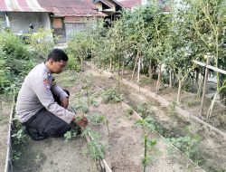 Dukung Swasembada Pangan, Bhabinkamtibmas Sukajadi Monitoring Tanaman Cabai