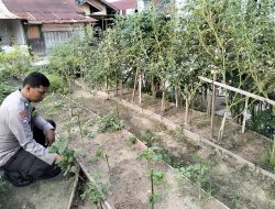 Dukung Program Pangan Nasional, Bhabinkamtibmas Sukajadi Cek Tanaman Cabai Warga