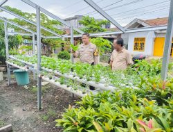 Bhabinkamtibmas Rimba Sekampung Tanam Selada, Dukung Program Ketahanan Pangan Bergizi