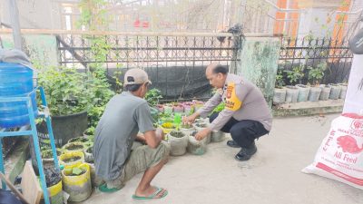 Bhabinkamtibmas Laksamana Lakukan Pengecekan Ketahanan Pangan Bergizi, Fokus Budidaya Cabai