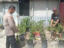 Bhabinkamtibmas Kelurahan Bintan Laksanakan Pengecekan Ketahanan Pangan Bergizi Melalui Budidaya Cabai