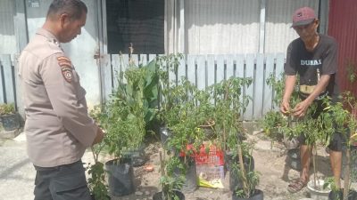 Bhabinkamtibmas Kelurahan Bintan Laksanakan Pengecekan Ketahanan Pangan Bergizi Melalui Budidaya Cabai