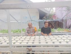Bhabinkamtibmas Kelurahan Laksmana Cek Program Ketahanan Pangan Bergizi, Warga Kembangkan Selada dan Sawi