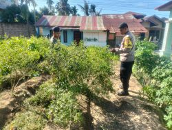 Bripka Bob Sinaga Pantau Ketahanan Pangan Bergizi, Warga Sukajadi Kembangkan Tanaman Cabai