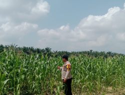 Pengecekan Lahan Kebun Jagung Pipil dalam Mendukung Program Ketahanan Pangan dan Swasembada Pangan