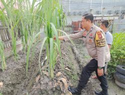 Bhabinkamtibmas Kelurahan Rimbas Cek Ketahanan Pangan, Pantau Budidaya Jagung Warga