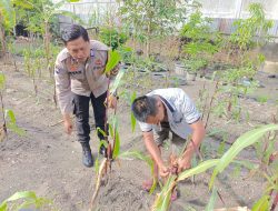 Bhabinkamtibmas Rimba Sekampung Cek Program Ketahanan Pangan Bergizi, Tanam Jagung di Jalan Pinang