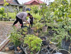Bhabinkamtibmas Dumai Kota Laksanakan Pengecekan Ketahanan Pangan Bergizi, Tanam Terong di Jalan Tenaga