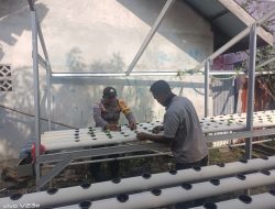 Bhabinkamtibmas Kelurahan Laksamana Laksanakan Pengecekan Ketahanan Pangan Bergizi dengan Penanaman Selada