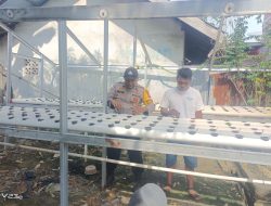 Bhabinkamtibmas Kelurahan Laksamana Cek Program Ketahanan Pangan Bergizi Tanaman Selada dan Pakcoy