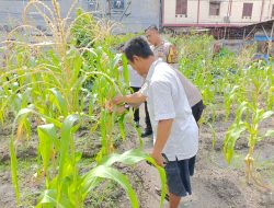 Bhabinkamtibmas Rimba Sekampung Lakukan Pengecekan Program Ketahanan Pangan Bergizi Tanaman Jagung