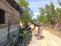 Bhabinkamtibmas Kelurahan Rimbas Cek Ketahanan Pangan Bergizi, Tanam Cabai di Jalan Belimbing