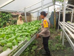 Bhabinkamtibmas Kelurahan Bintan Cek Ketahanan Pangan Bergizi, Kembangkan Budidaya Selada dan Pakcoy