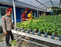 Jelang Panen, Polsek KSKP Dumai Cek Perkembangan Tanaman Hidroponik Pakcoi